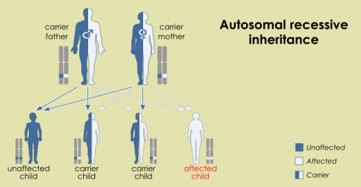 How is SMA inherited? – TreatSMA